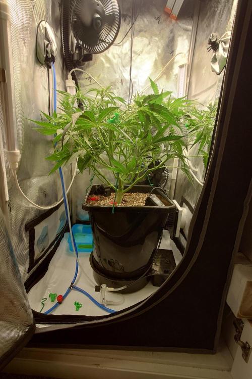 Narnia Grows - Amnesia Zkittles. Week 4