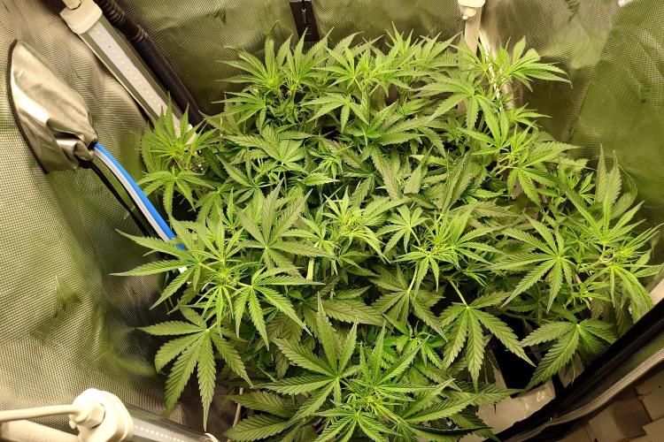 Narnia Grows - Amnesia Zkittles. Week 4