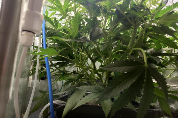 Narnia Grows - Amnesia Zkittles. Week 4