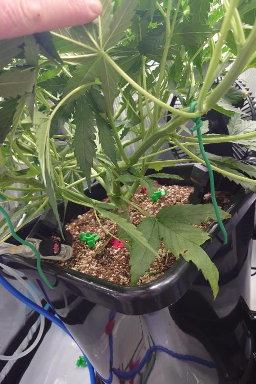 Narnia Grows - Amnesia Zkittles. Week 4
