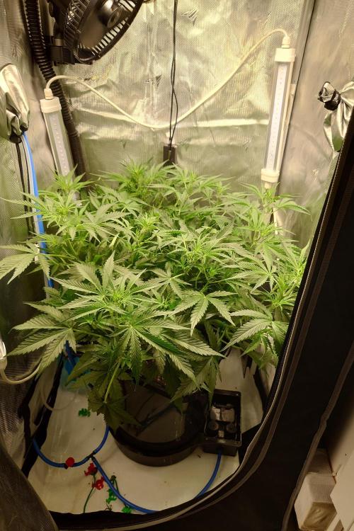 Narnia Grows - Amnesia Zkittles. Week 4