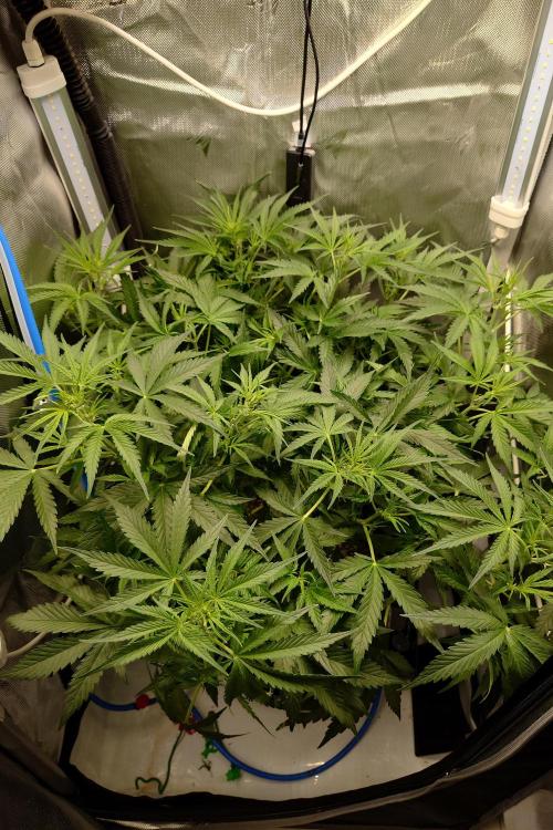 Narnia Grows - Amnesia Zkittles. Week 4
