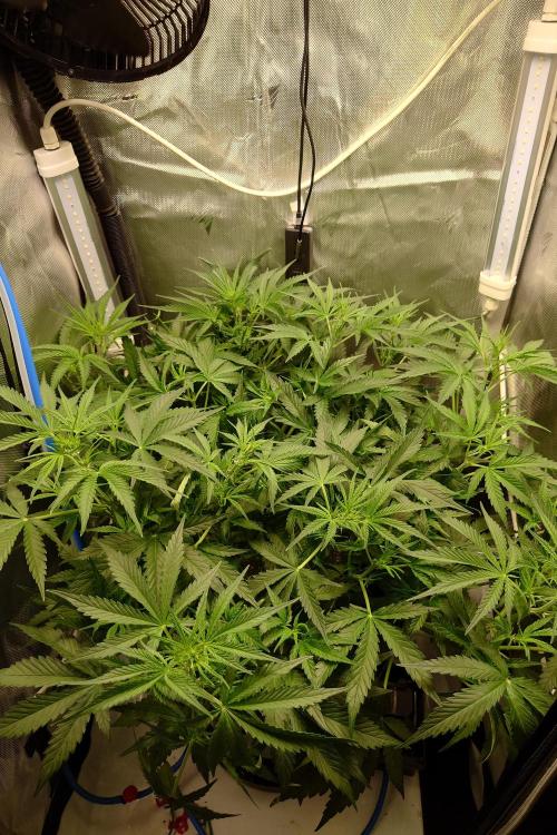 Narnia Grows - Amnesia Zkittles. Week 4