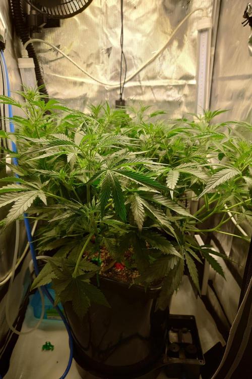 Cloudlab 722 Advance Grow Tent 2x2 (24 x 24 x 72). Week 4