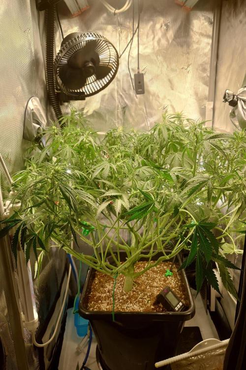Narnia Grows - Amnesia Zkittles. Week 5