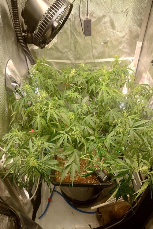 Narnia Grows - Amnesia Zkittles. Week 5