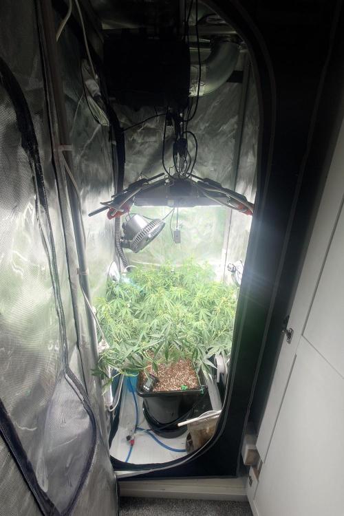 Narnia Grows - Amnesia Zkittles. Week 5