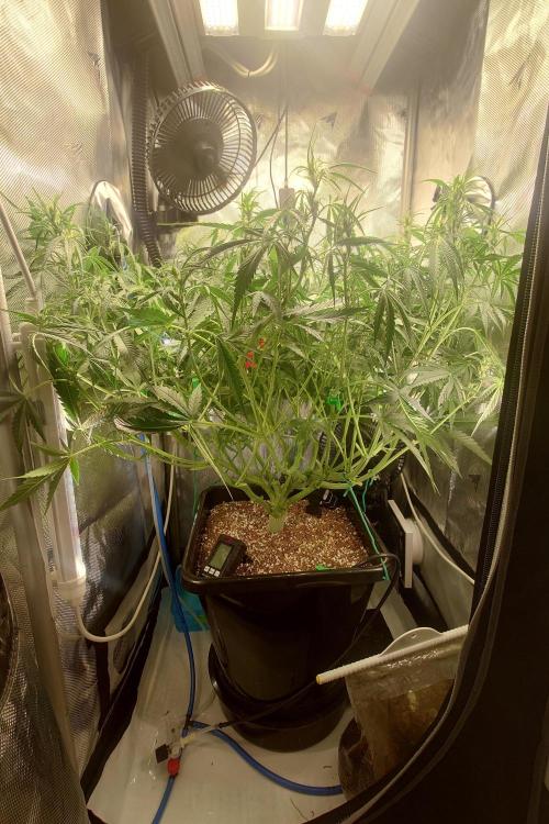 Narnia Grows - Amnesia Zkittles. Week 5