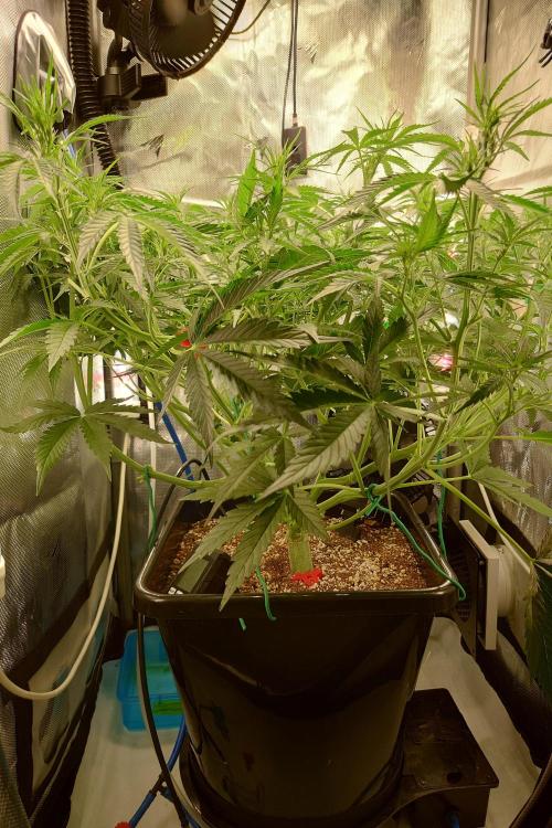 Narnia Grows - Amnesia Zkittles. Week 5