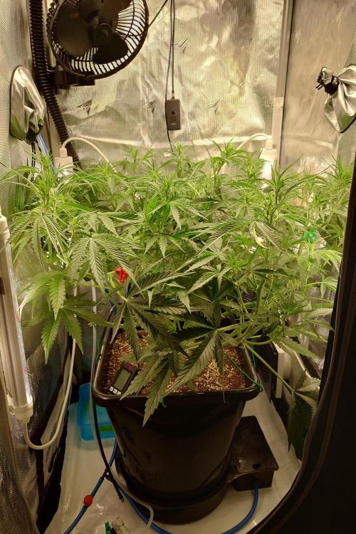 Narnia Grows - Amnesia Zkittles. Week 5