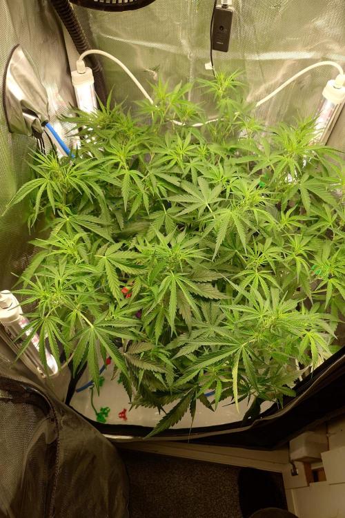 Narnia Grows - Amnesia Zkittles. Week 5