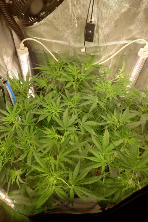Narnia Grows - Amnesia Zkittles. Week 5