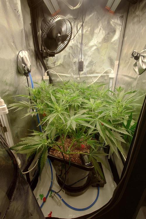 Narnia Grows - Amnesia Zkittles. Week 5