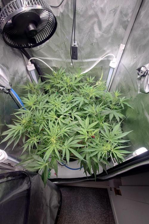 Narnia Grows - Amnesia Zkittles. Week 5