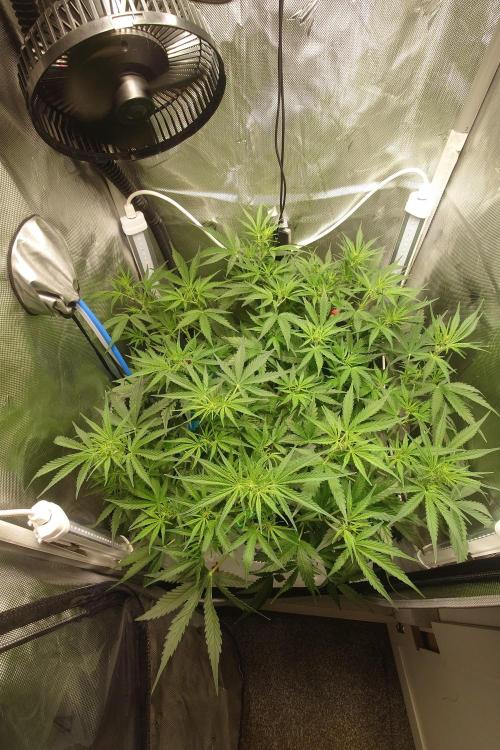 Narnia Grows - Amnesia Zkittles. Week 5