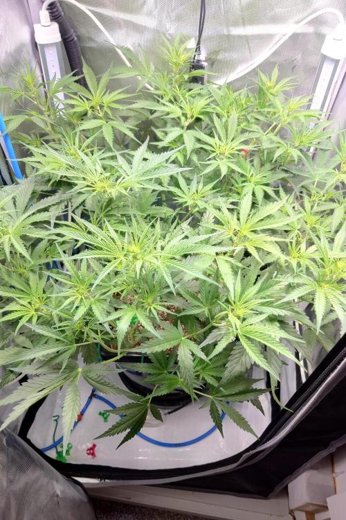 Cloudlab 722 Advance Grow Tent 2x2 (24 x 24 x 72). Week 5