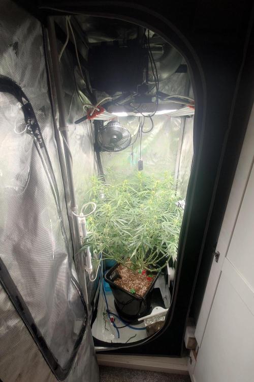 Narnia Grows - Amnesia Zkittles. Week 6