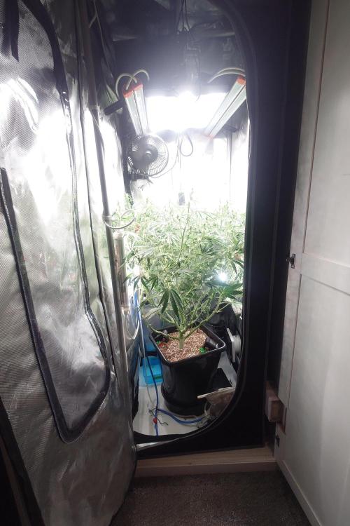 Narnia Grows - Amnesia Zkittles. Week 6