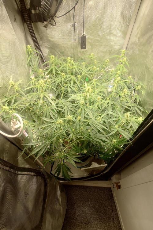 Narnia Grows - Amnesia Zkittles. Week 6