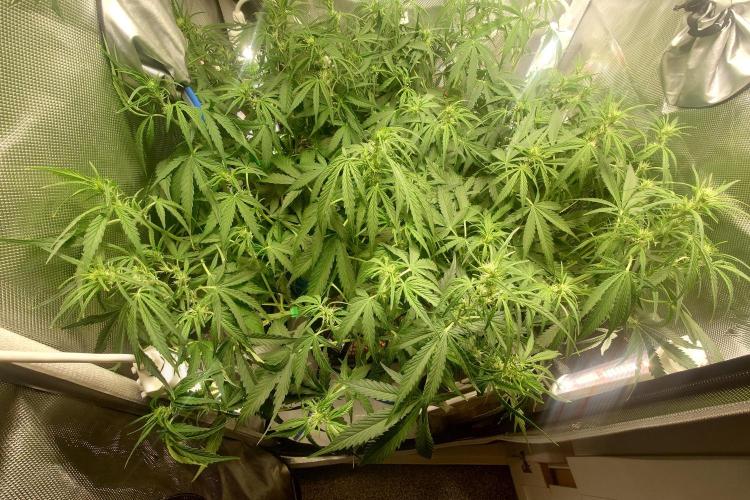 Narnia Grows - Amnesia Zkittles. Week 6