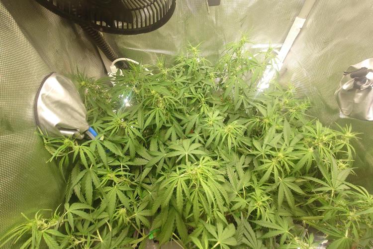 Narnia Grows - Amnesia Zkittles. Week 6