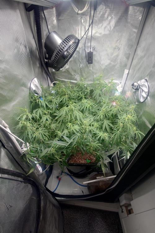 Narnia Grows - Amnesia Zkittles. Week 6