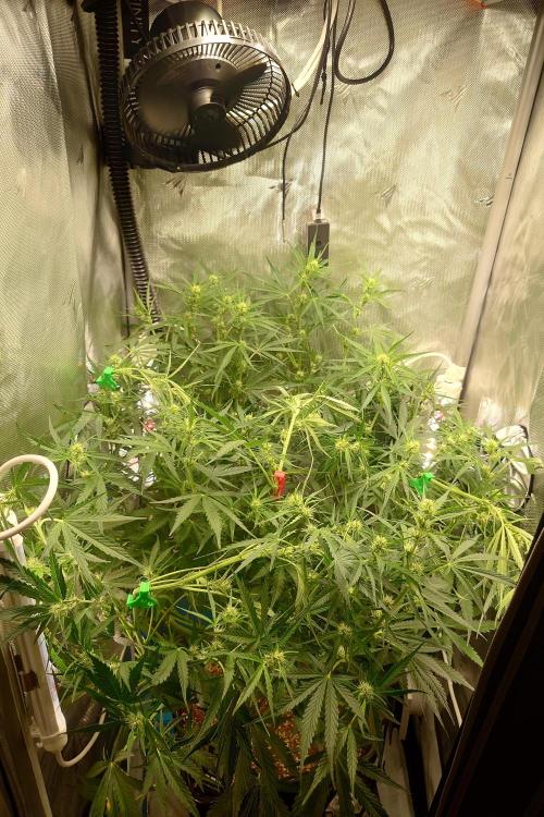 Cloudlab 722 Advance Grow Tent 2x2 (24 x 24 x 72). Week 6