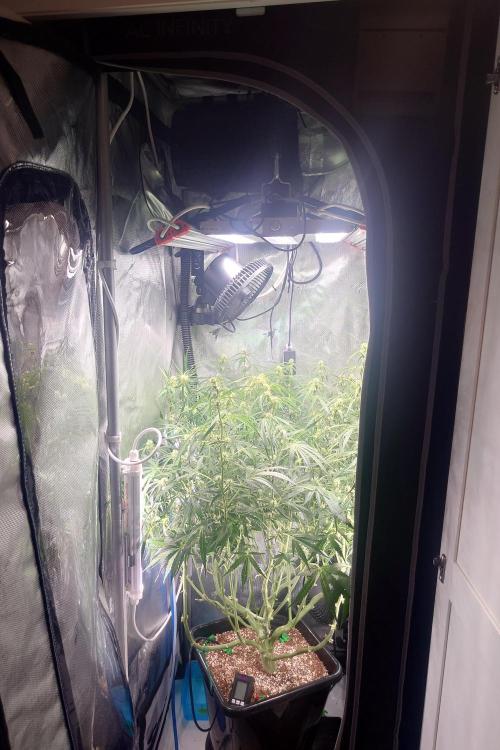 Cloudlab 722 Advance Grow Tent 2x2 (24 x 24 x 72). Week 7