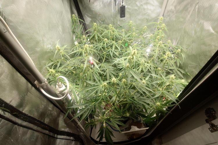 Narnia Grows - Amnesia Zkittles. Week 7