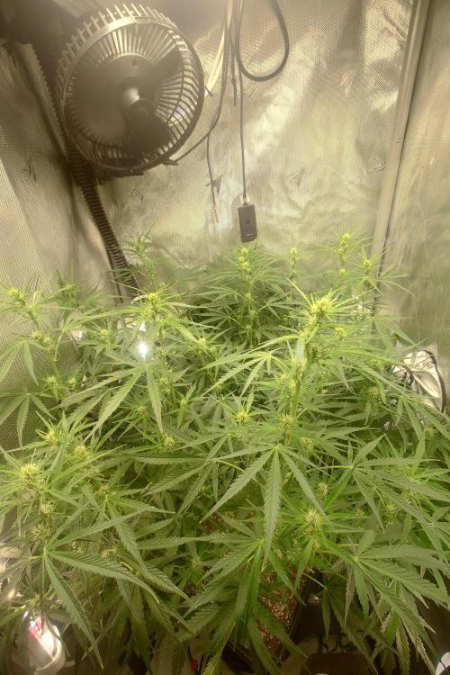 Narnia Grows - Amnesia Zkittles. Week 7