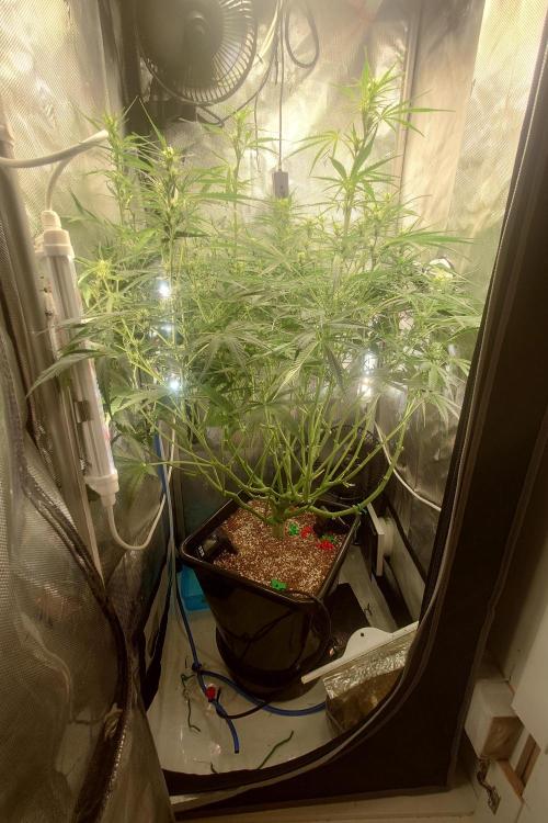 Narnia Grows - Amnesia Zkittles. Week 7