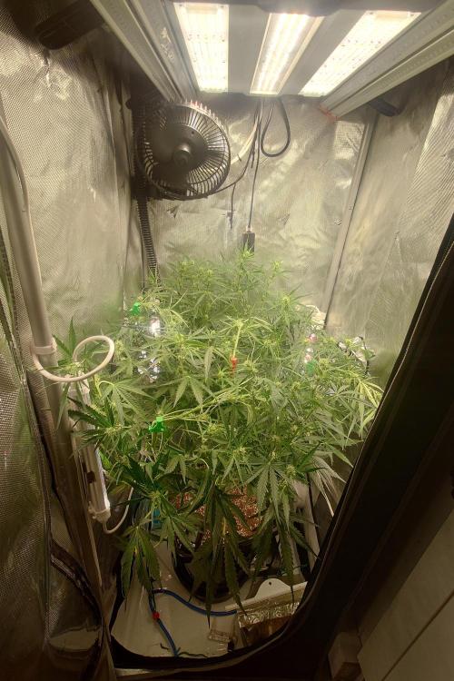 Narnia Grows - Amnesia Zkittles. Week 7
