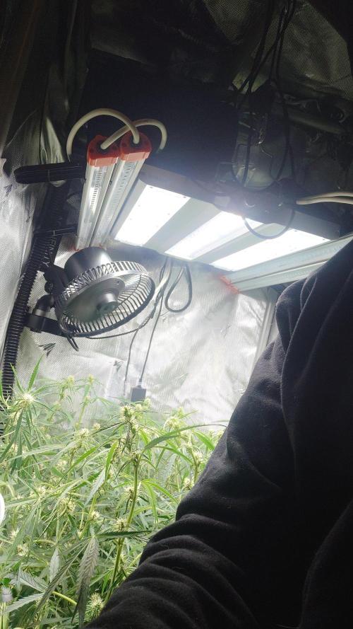Narnia Grows - Amnesia Zkittles. Week 7