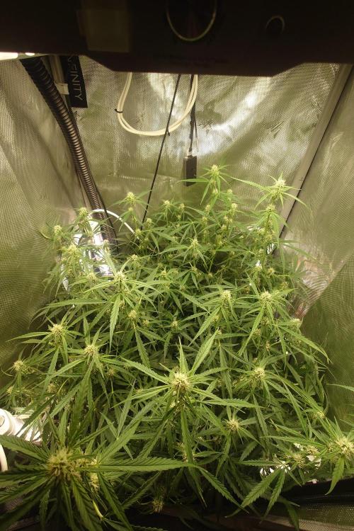 Narnia Grows - Amnesia Zkittles. Week 8