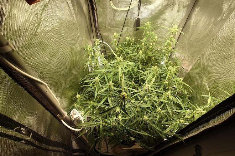 Narnia Grows - Amnesia Zkittles. Week 8