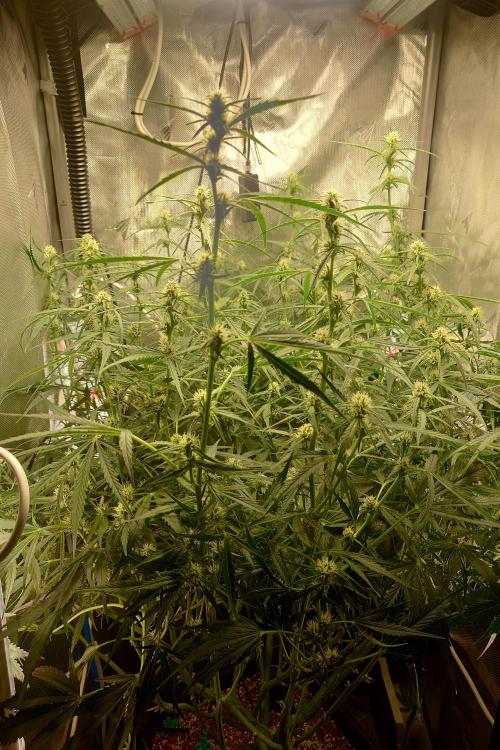 Narnia Grows - Amnesia Zkittles. Week 8
