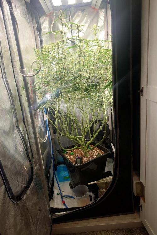 Narnia Grows - Amnesia Zkittles. Week 8