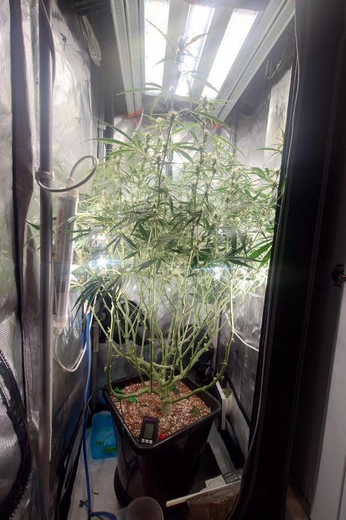 Cloudlab 722 Advance Grow Tent 2x2 (24 x 24 x 72). Week 8