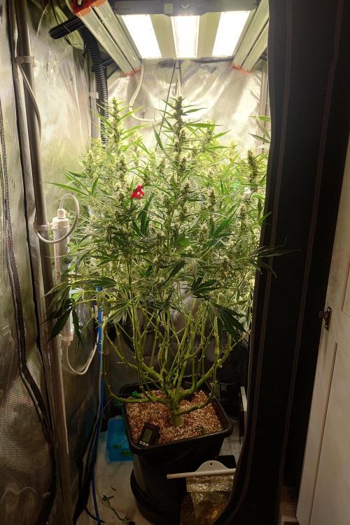 Narnia Grows - Amnesia Zkittles. Week 9