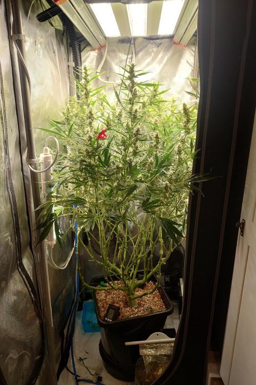 Narnia Grows - Amnesia Zkittles. Week 9