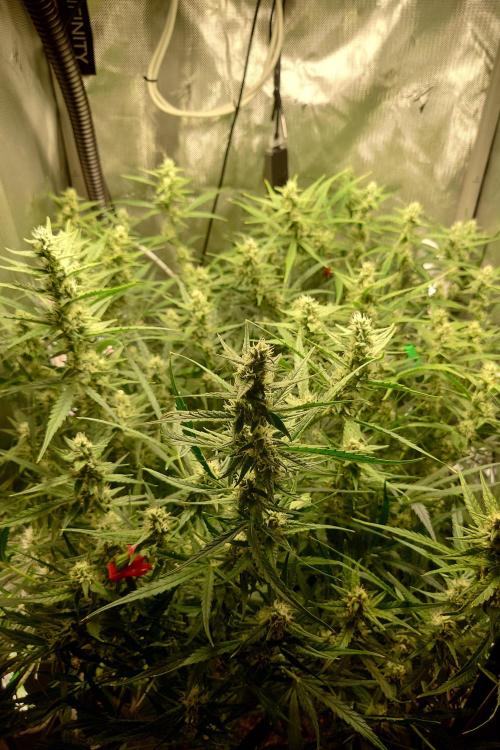 Narnia Grows - Amnesia Zkittles. Week 9