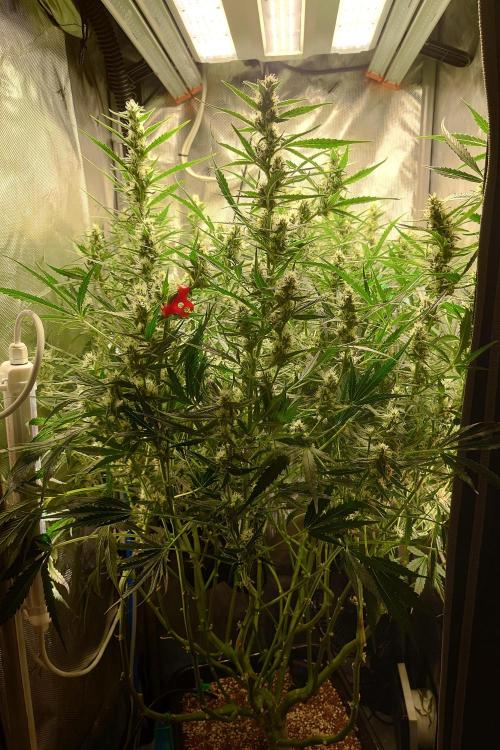 Narnia Grows - Amnesia Zkittles. Week 9