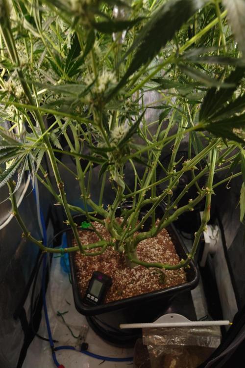 Narnia Grows - Amnesia Zkittles. Week 9