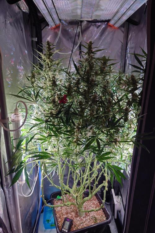 Narnia Grows - Amnesia Zkittles. Week 9