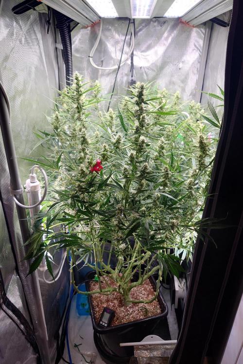 Narnia Grows - Amnesia Zkittles. Week 9