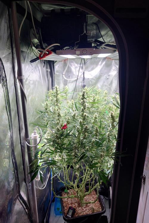 Narnia Grows - Amnesia Zkittles. Week 9