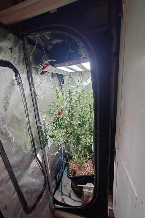 Cloudlab 722 Advance Grow Tent 2x2 (24 x 24 x 72). Week 9