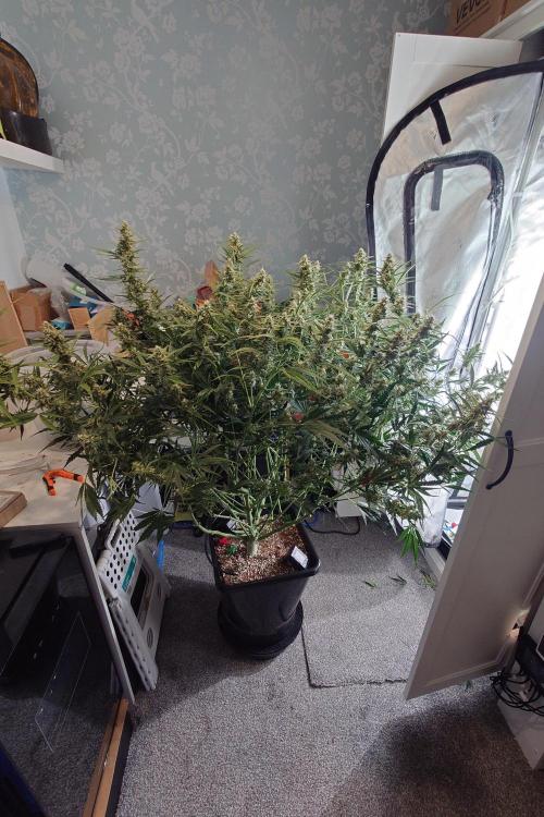 Narnia Grows - Amnesia Zkittles. Week 9