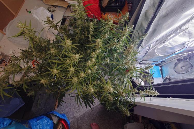 Narnia Grows - Amnesia Zkittles. Week 9