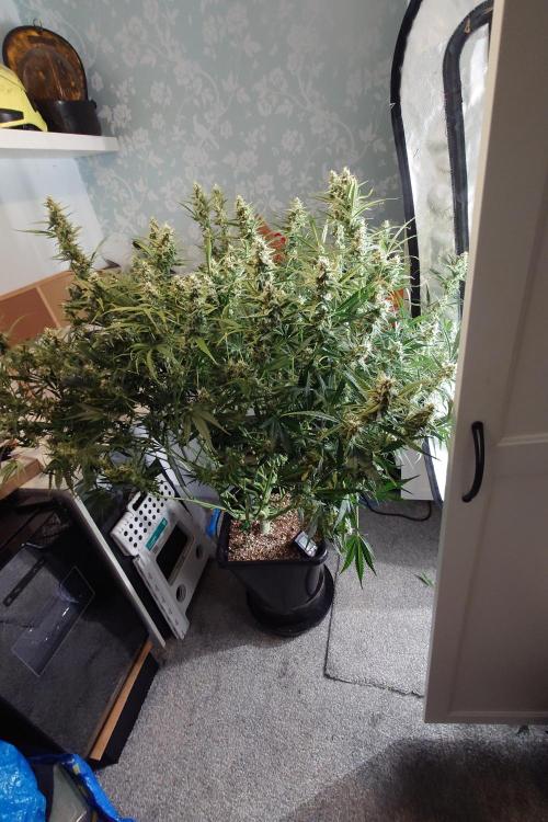 Narnia Grows - Amnesia Zkittles. Week 9